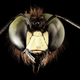 Illustration for article titled This Carpenter Bee Cant Sting You, But Hes Certainly Giving You the Eye
